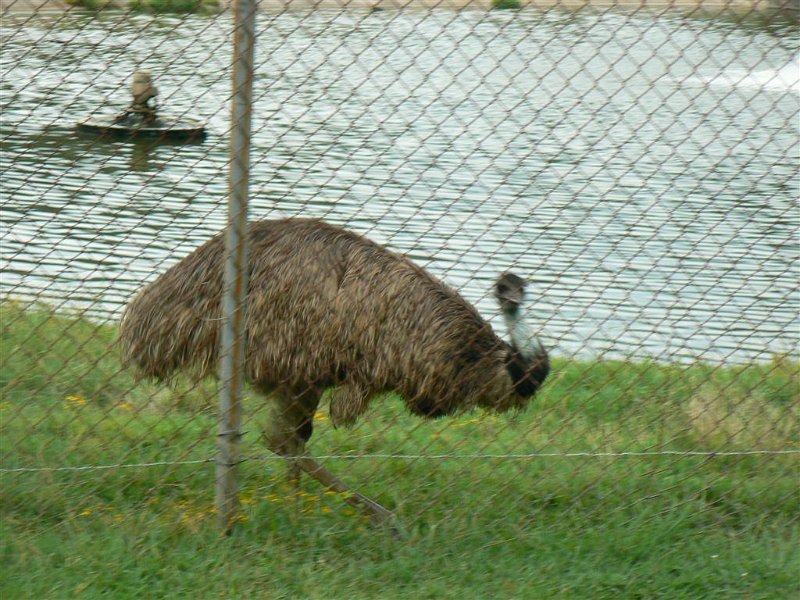 121-Leaving Lake Guntersville State Park.JPG
